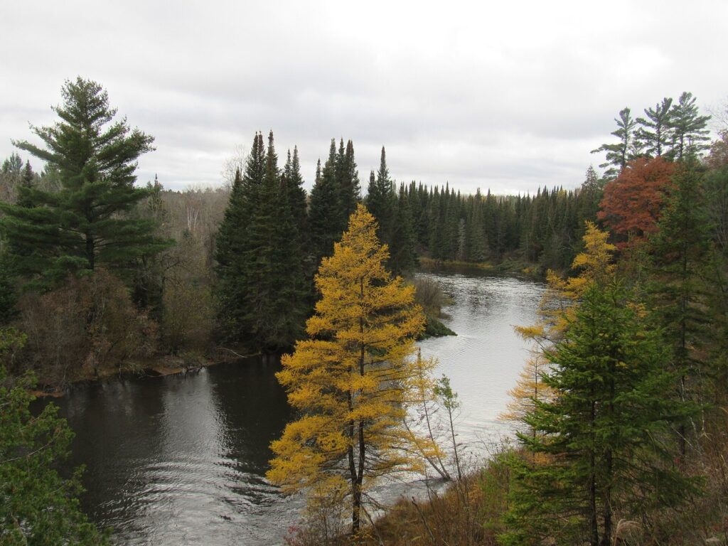 Golden tamaracks and dark pines beside a bend of the Au Sable River under a gray sky