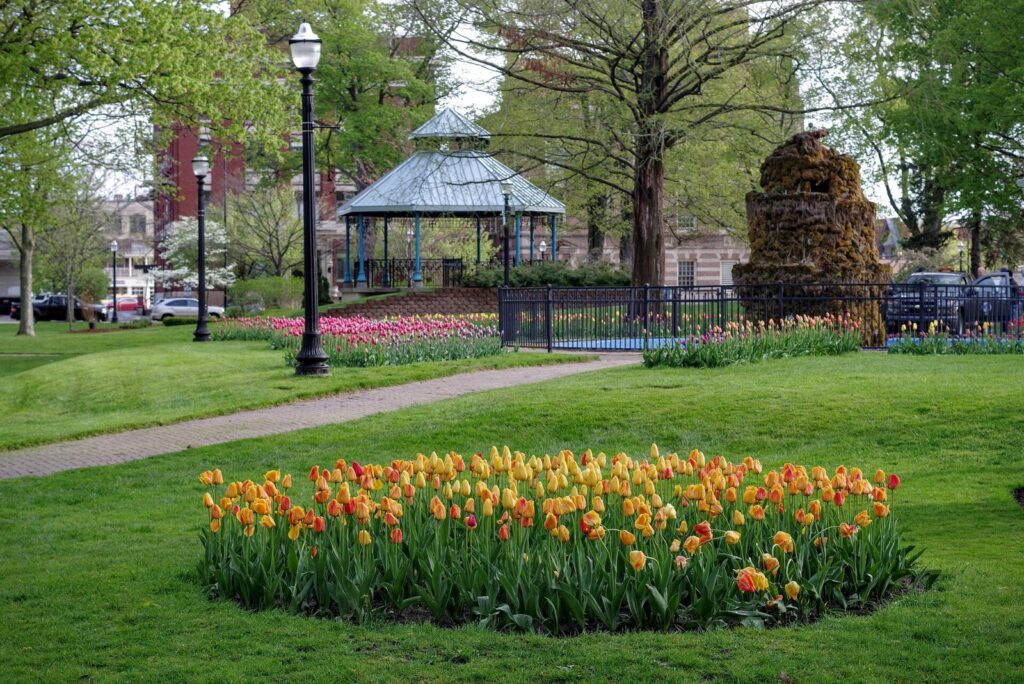Bed of yellow and orange tulips in a downtown park with lamp posts, a gazebo and brick buildings behind