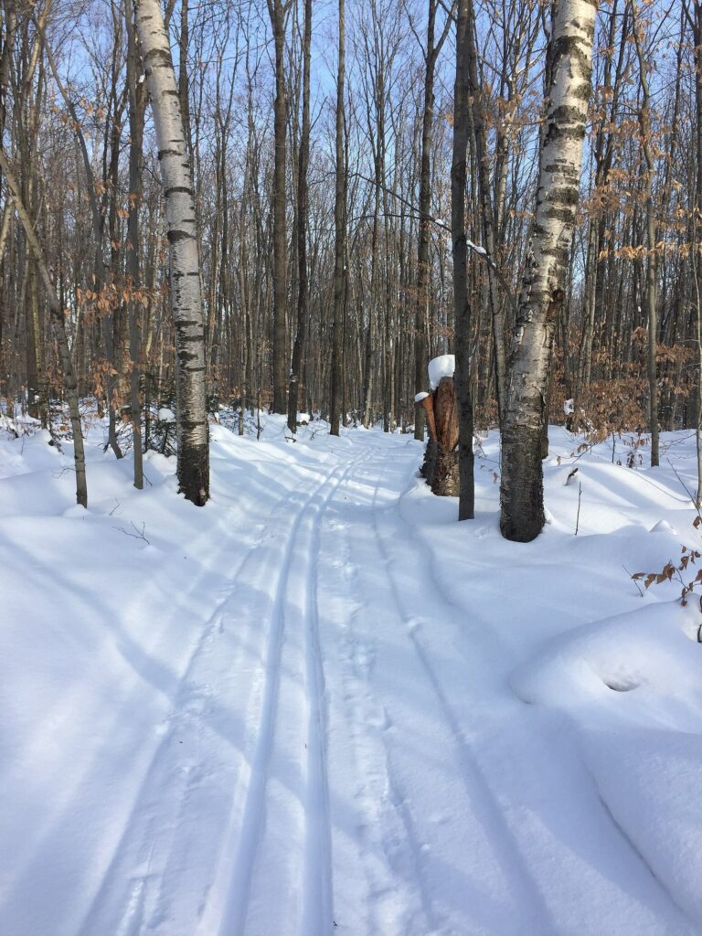 Groomed cross-country ski tracks running through a snowy forest of birch and pine
