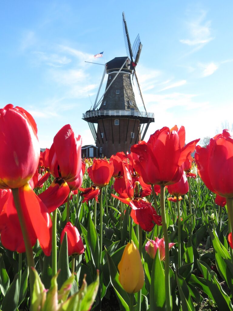 The De Zwaan windmill rising above a bed of red tulips against a blue sky