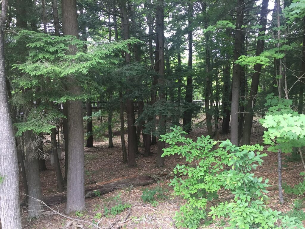 Tall conifers rising over young hardwoods in a shady summer forest