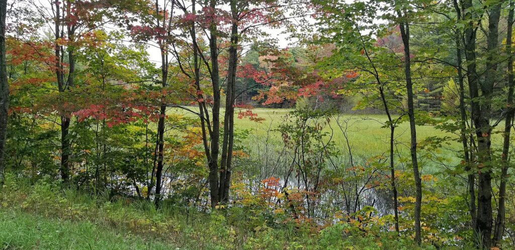 Red and orange fall color on trees around a marshy clearing in the Hiawatha National Forest