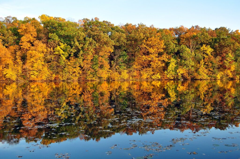 Yellow and orange trees reflected in the still water of the Huron River