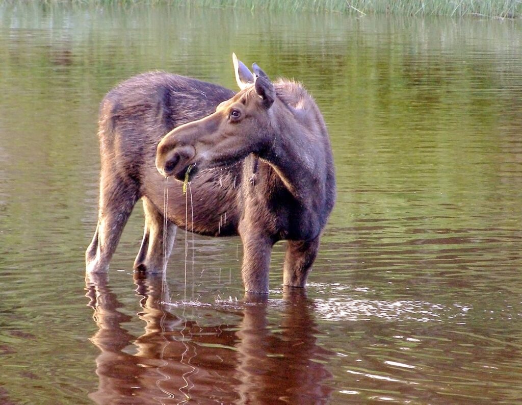Moose standing in shallow water with weeds dripping from its mouth, looking over its shoulder