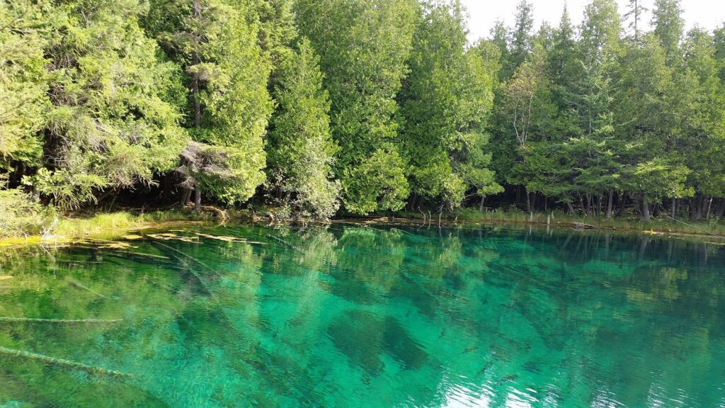 Clear turquoise spring water reflecting a wall of green cedars and spruce