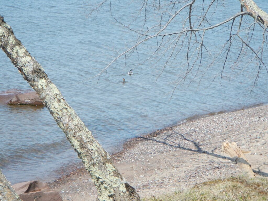 Cobble beach and clear Lake Superior water below a leaning birch trunk on a sunny spring day