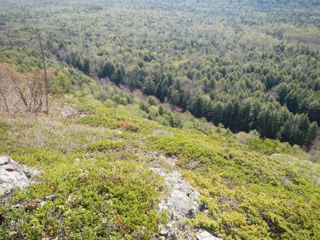 Old-growth hardwood and hemlock forest filling a valley below a rocky, moss-covered ridge in spring