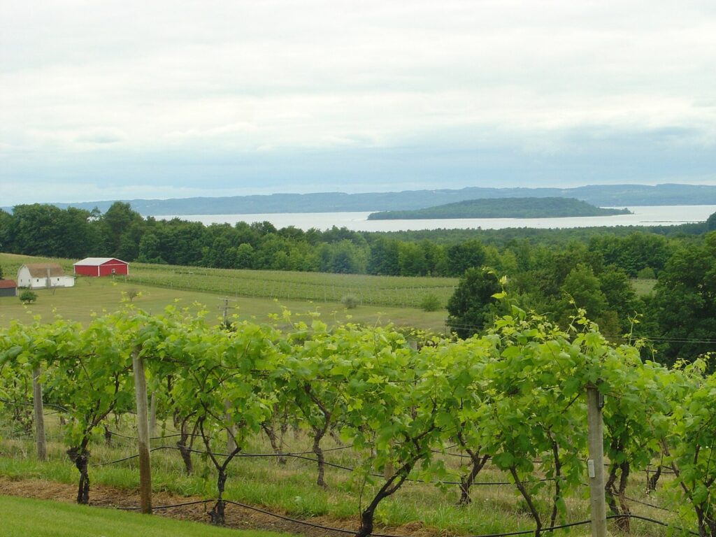Rows of green vines and a red farmhouse on a hillside above a wide bay with a wooded island