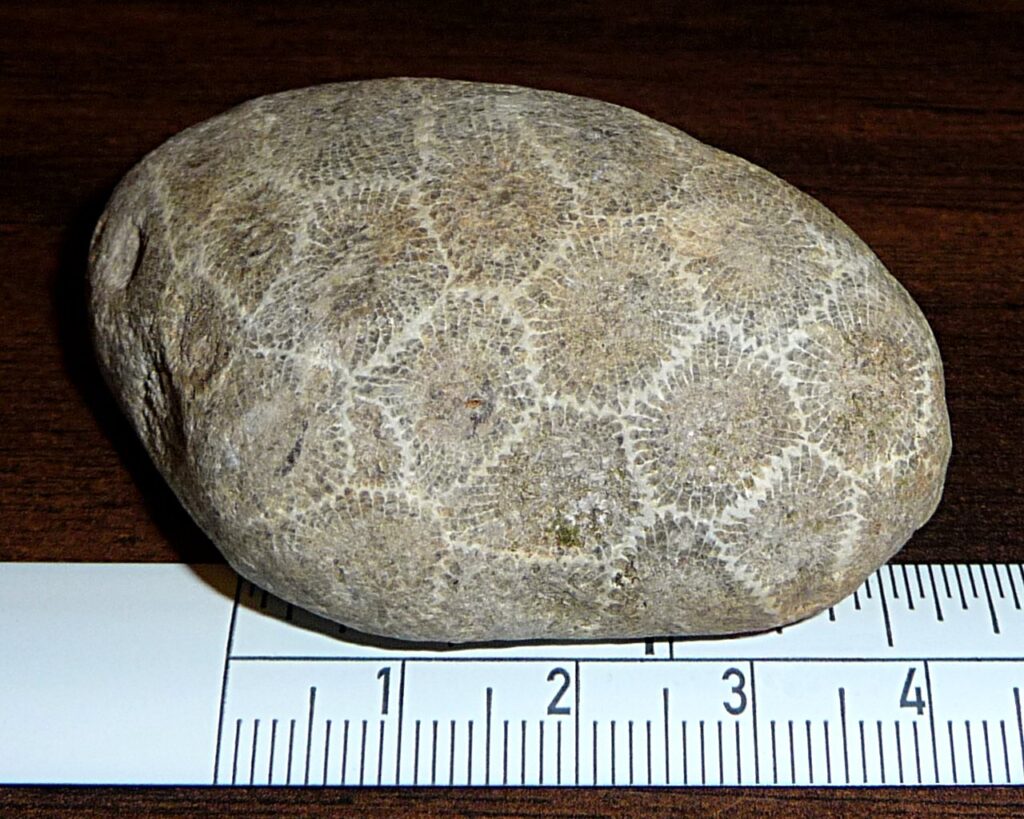 Gray fossil coral stone showing a honeycomb pattern of six-sided cells, next to a centimeter ruler
