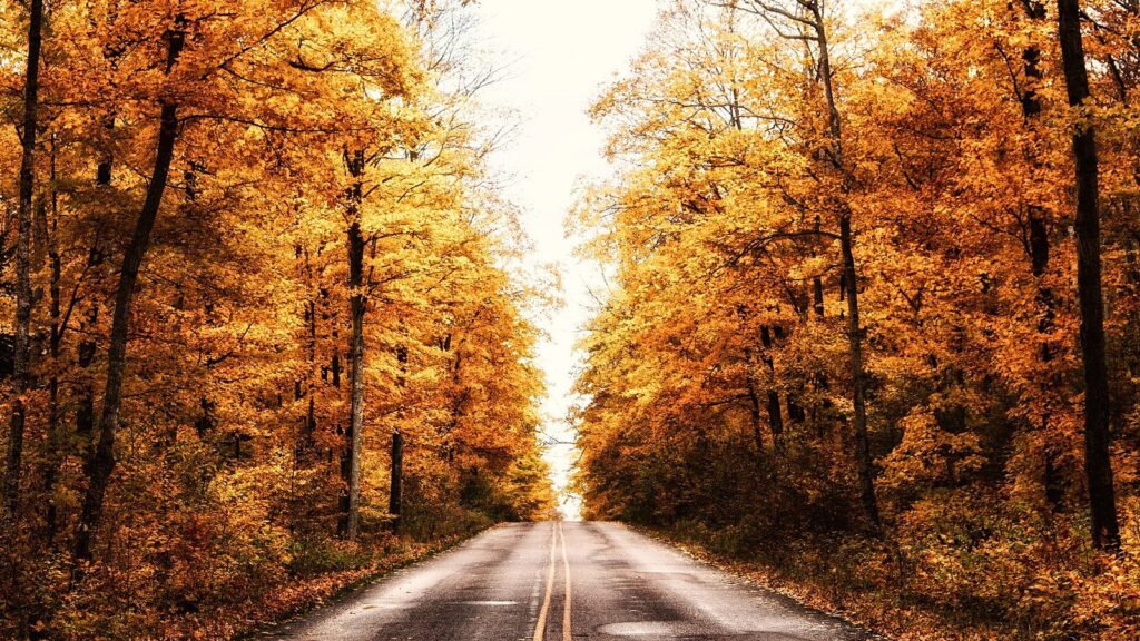 Two-lane road through golden maples in early October in the Upper Peninsula