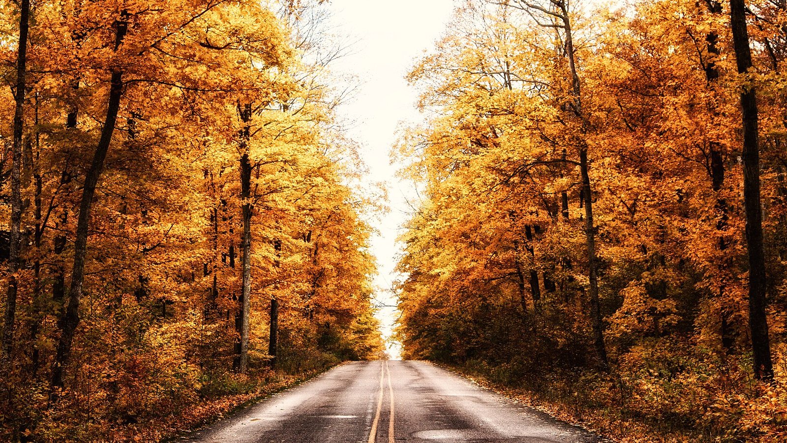 Michigan Fall Colors: When & Where Leaves Peak, Region by Region, Plus the Best Drives & Tours