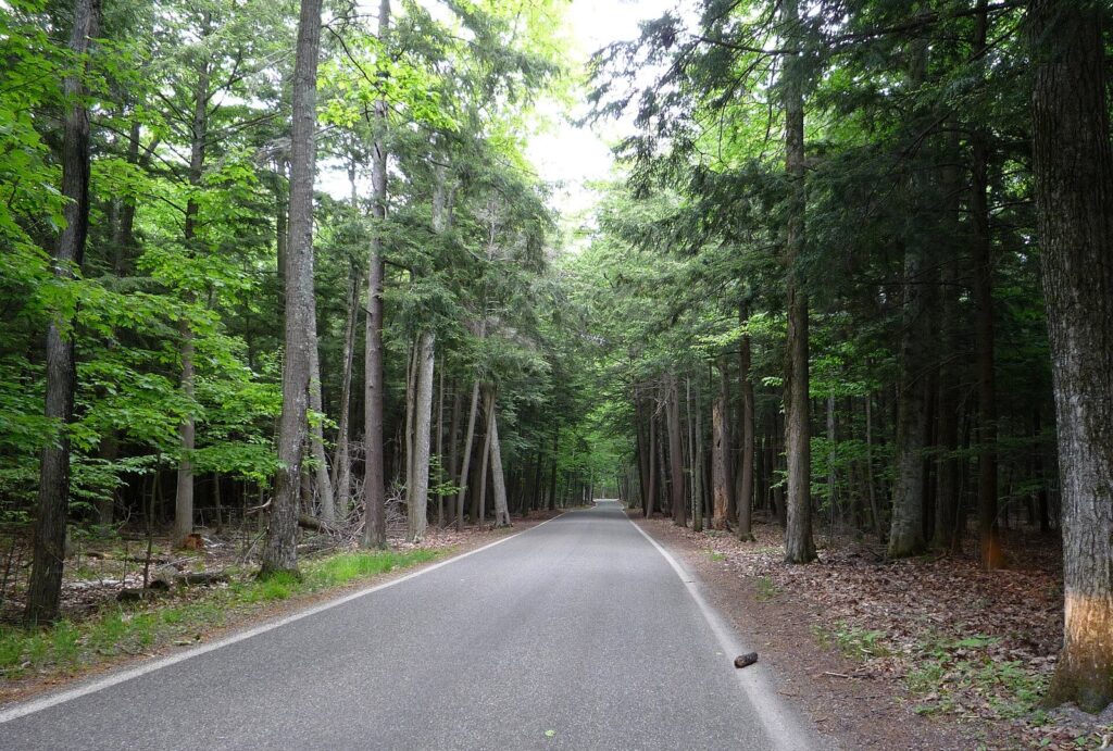 Narrow paved road through tall cedar and hardwood forest on M-119, the Tunnel of Trees